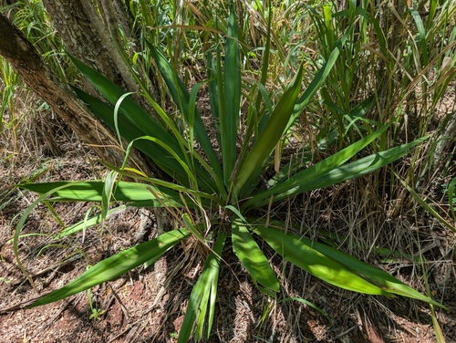 Image of Furcraea foetida by (c) Damien Wallace, some rights reserved (CC BY)