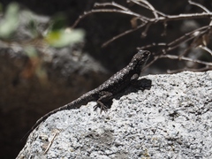 Sceloporus occidentalis biseriatus