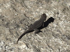 Sceloporus occidentalis biseriatus
