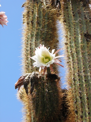 taquimbalensis cactus (Trichocereus tacaquirensis)
