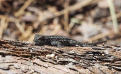 Sceloporus occidentalis biseriatus