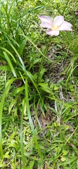 Zephyranthes carinata