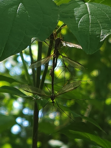 Unknown species found near Ada County, US-ID, US