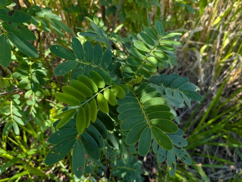 Image of Senna surattensis by (c) Damien Wallace, some rights reserved (CC BY)