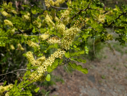 Image of Haematoxylum campechianum by (c) Damien Wallace, some rights reserved (CC BY)