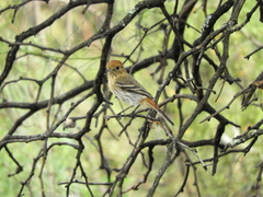 Knipolegus striaticeps