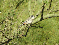 Microspingus torquatus