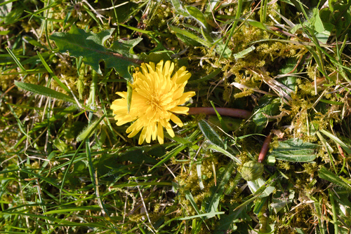 Faeroes Dandelion (Taraxacum faeroense)