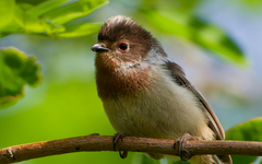 Silver-Throated Bushtit photo 3