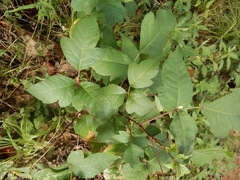 Toxicodendron radicans negundo