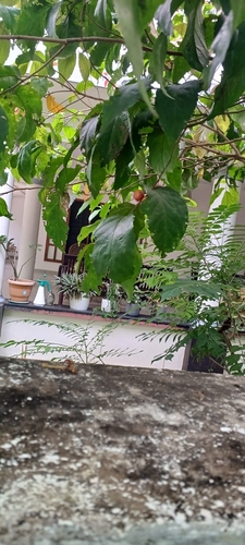 Indian Plum (Flacourtia jangomas)