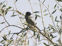 Knipolegus striaticeps