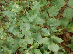 Toxicodendron radicans negundo