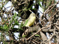 Stigmatura budytoides