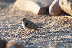 Emberiza impetuani