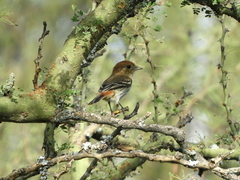 Knipolegus striaticeps