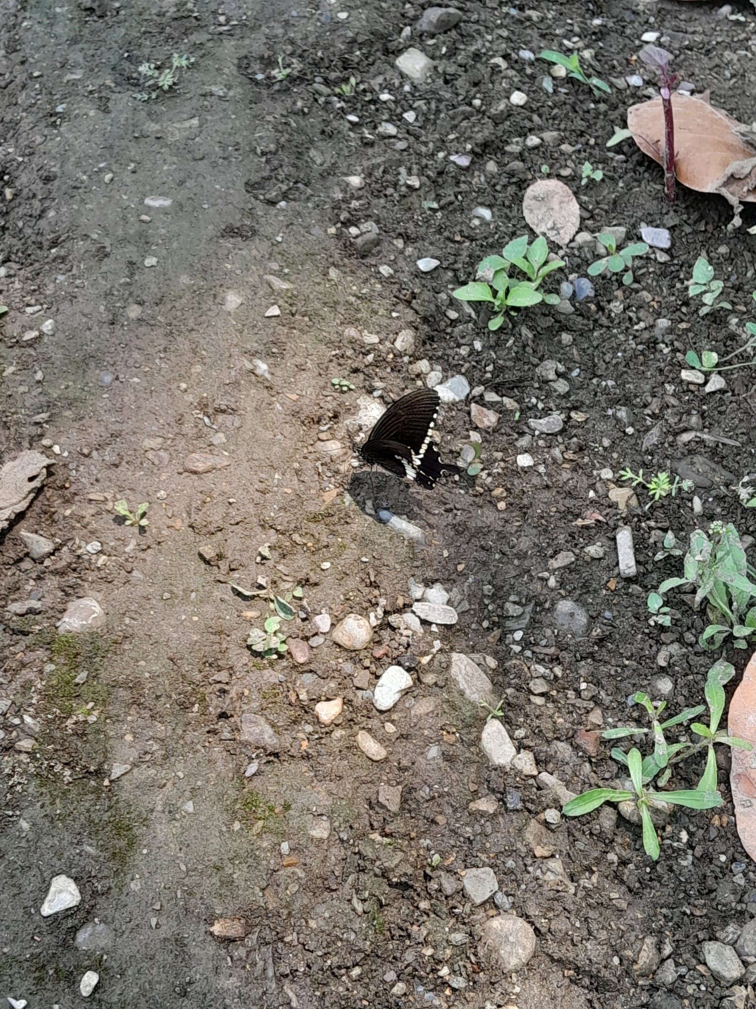Common Mormon