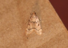Aglossa disciferalis