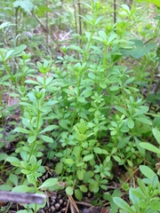 Galium pseudorivale