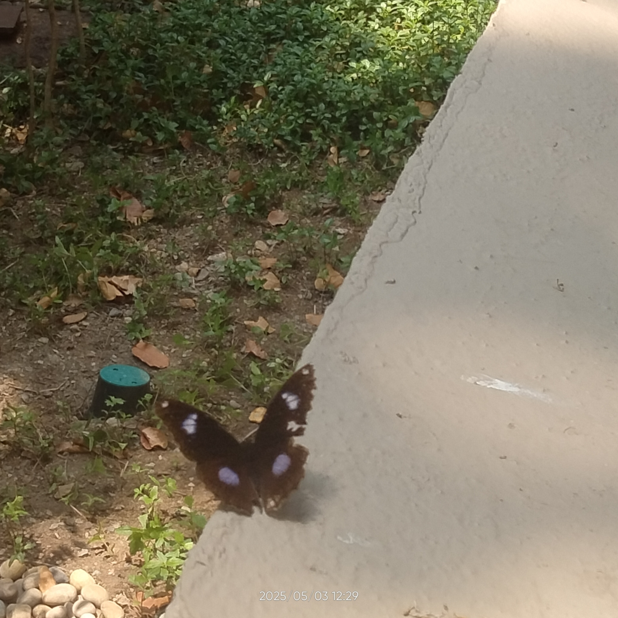 Great Eggfly