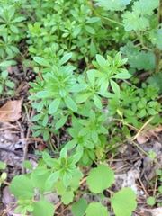 Galium pseudorivale