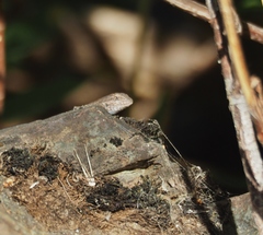 Sceloporus occidentalis biseriatus