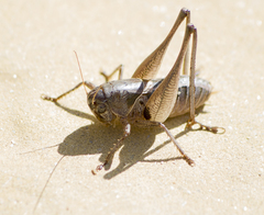 Bucephaloptera bucephala