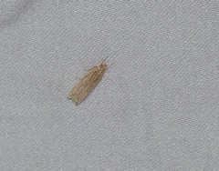 Helcystogramma hystricella