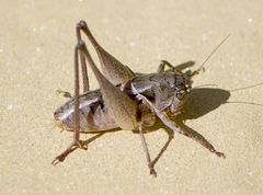 Bucephaloptera bucephala