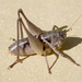 Red-headed Bush-Cricket - Photo (c) katunchik, some rights reserved (CC BY), uploaded by katunchik