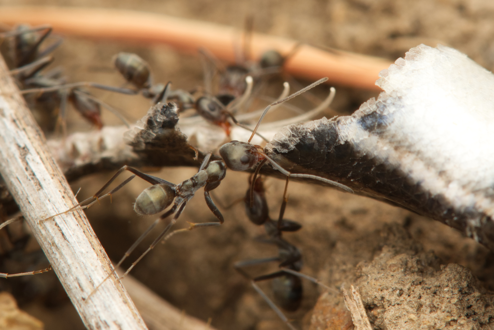 Iridomyrmex splendens