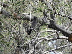 Knipolegus striaticeps