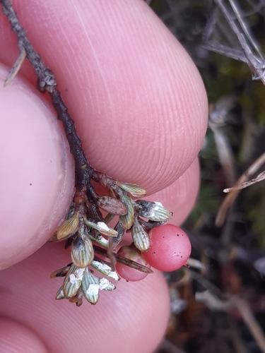 Image of Colenso's Mingimingi (Acrothamnus colensoi) by no rights reserved