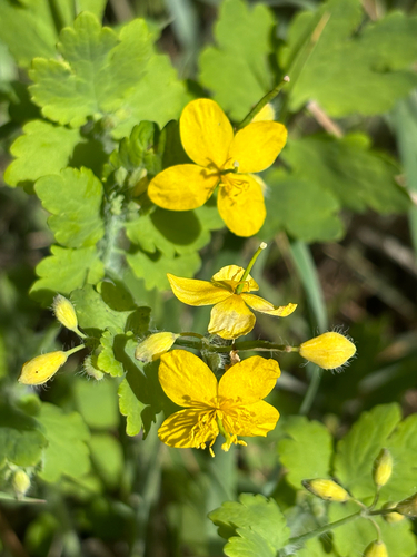 Didžioji ugniažolė