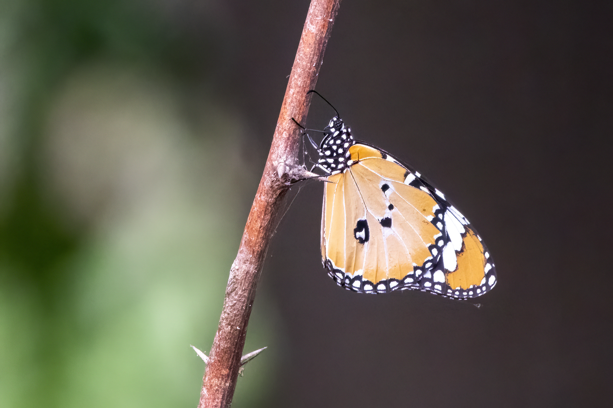 Plain Tiger