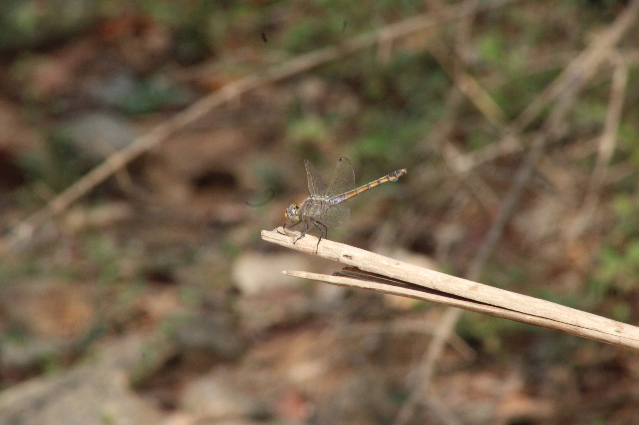 Yellow-Tailed Ashy Skimmer