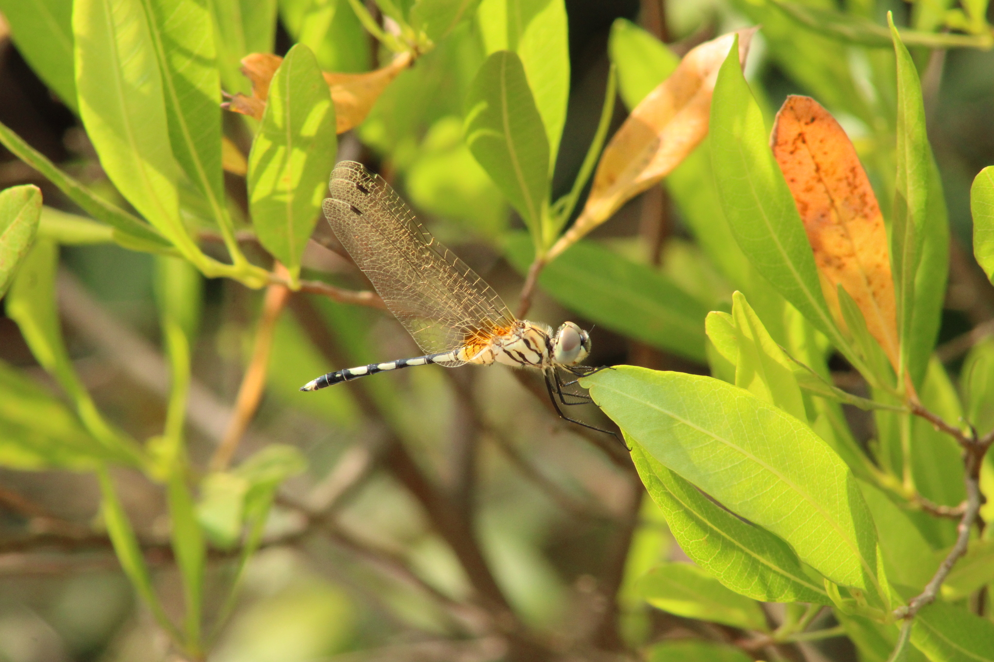 Long-Legged Marsh Glider