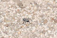 Somaticus