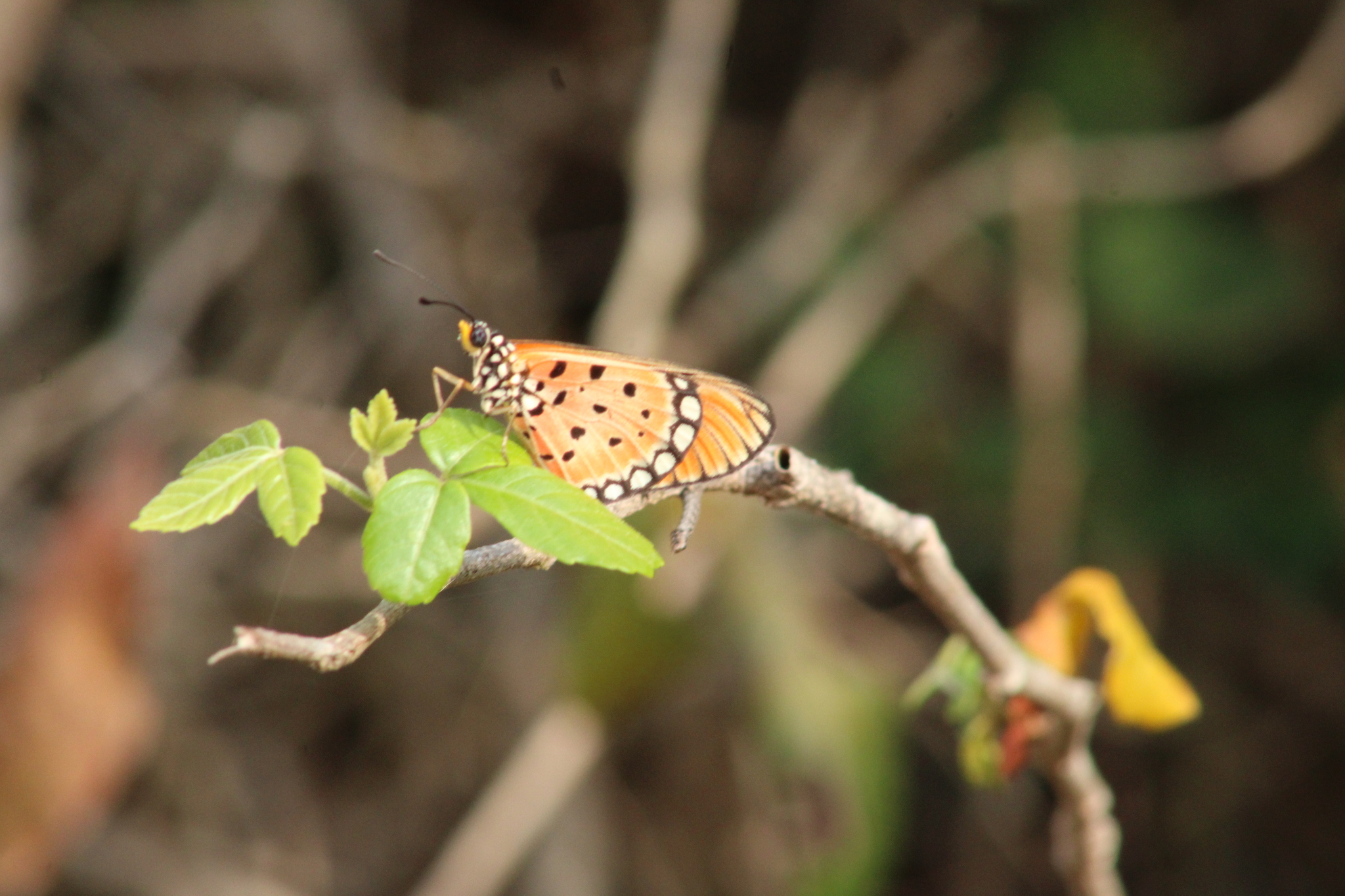 Tawny Coster