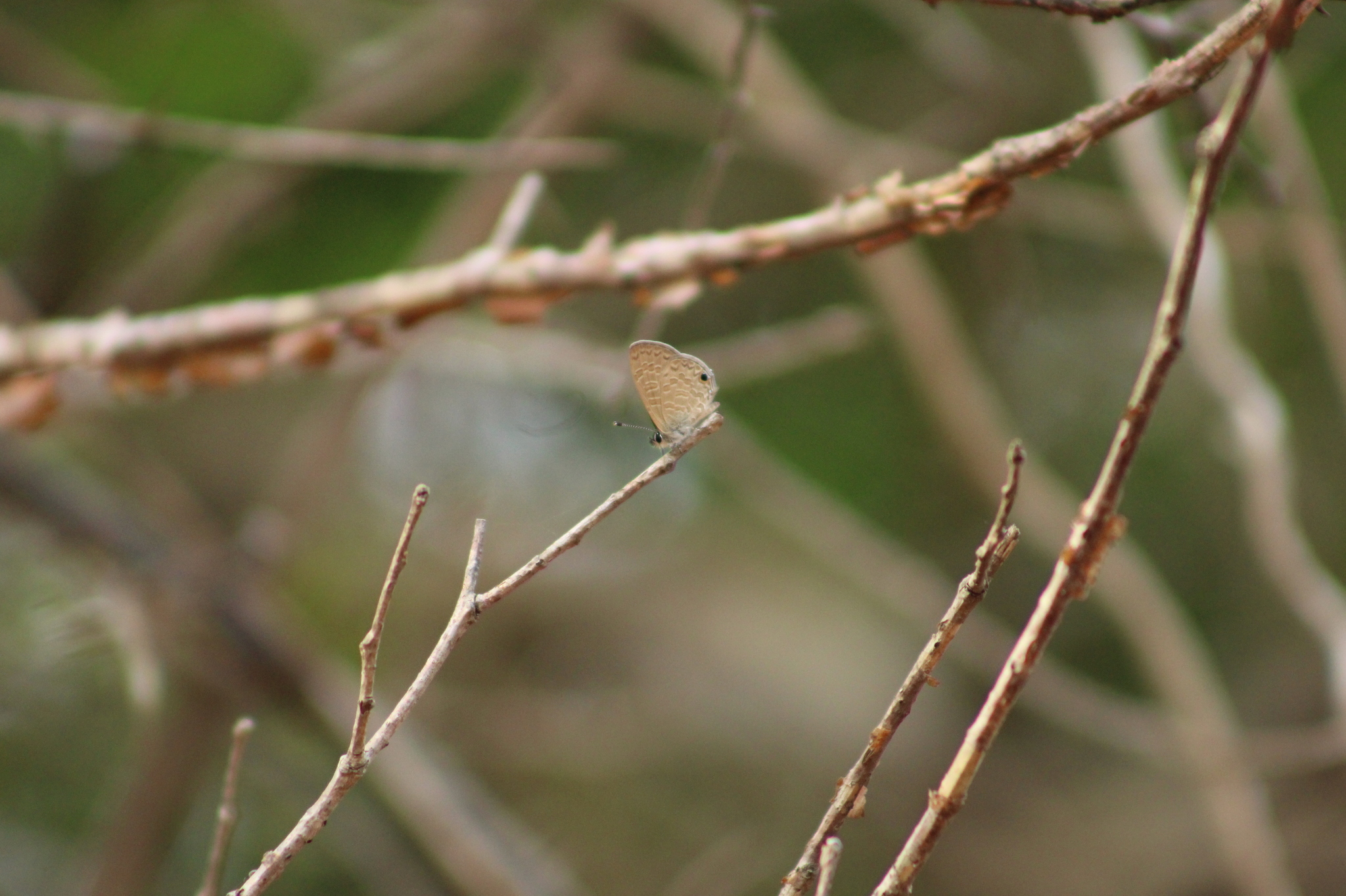 Common Lineblue