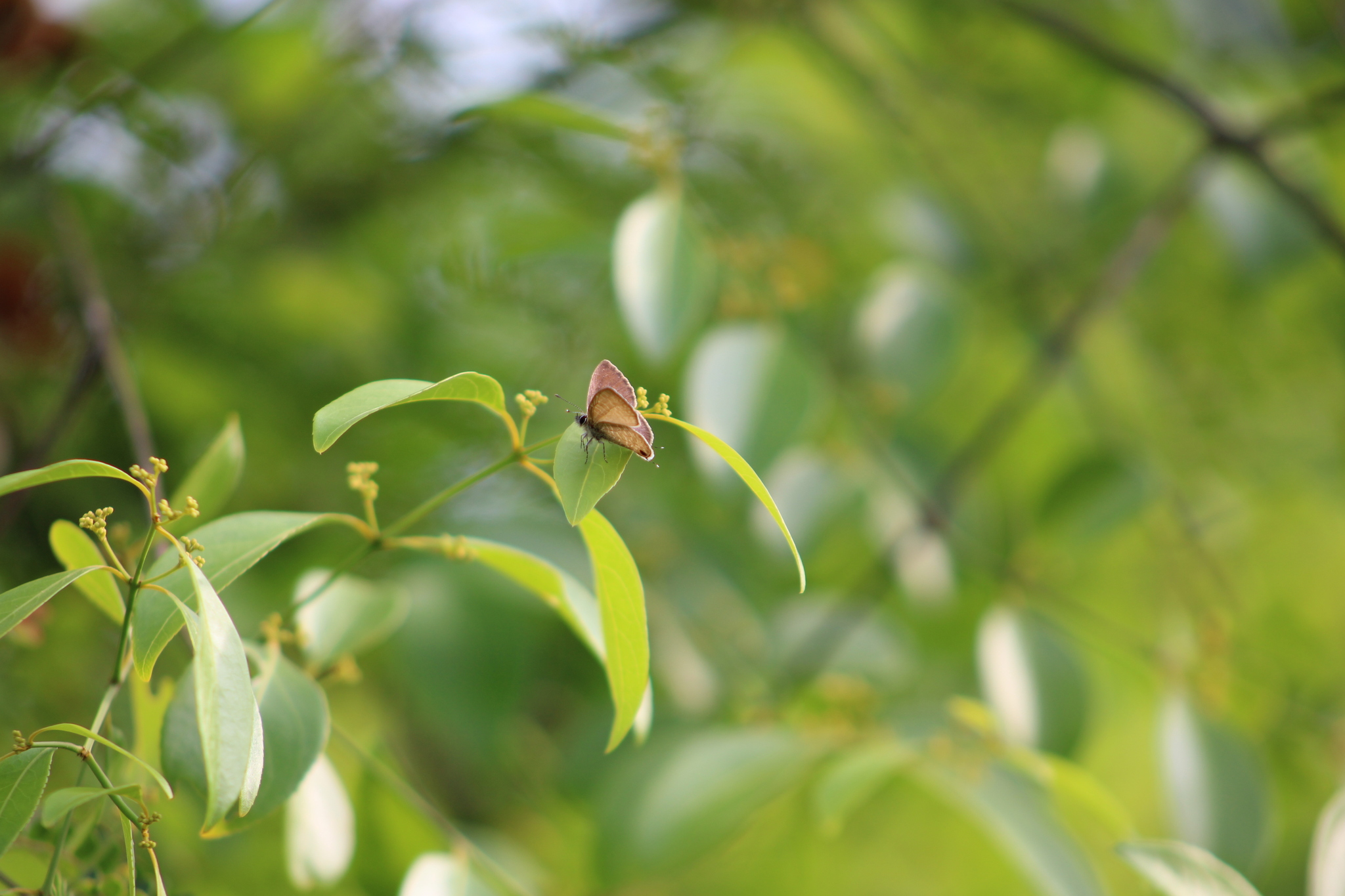 Common Lineblue