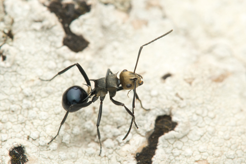 Polyrhachis turneriPolyrhachis turneri