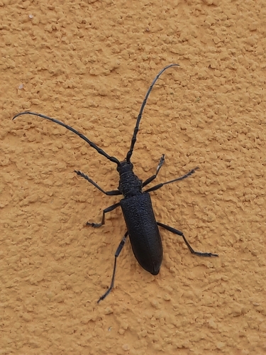 Capricorn beetle photo 3