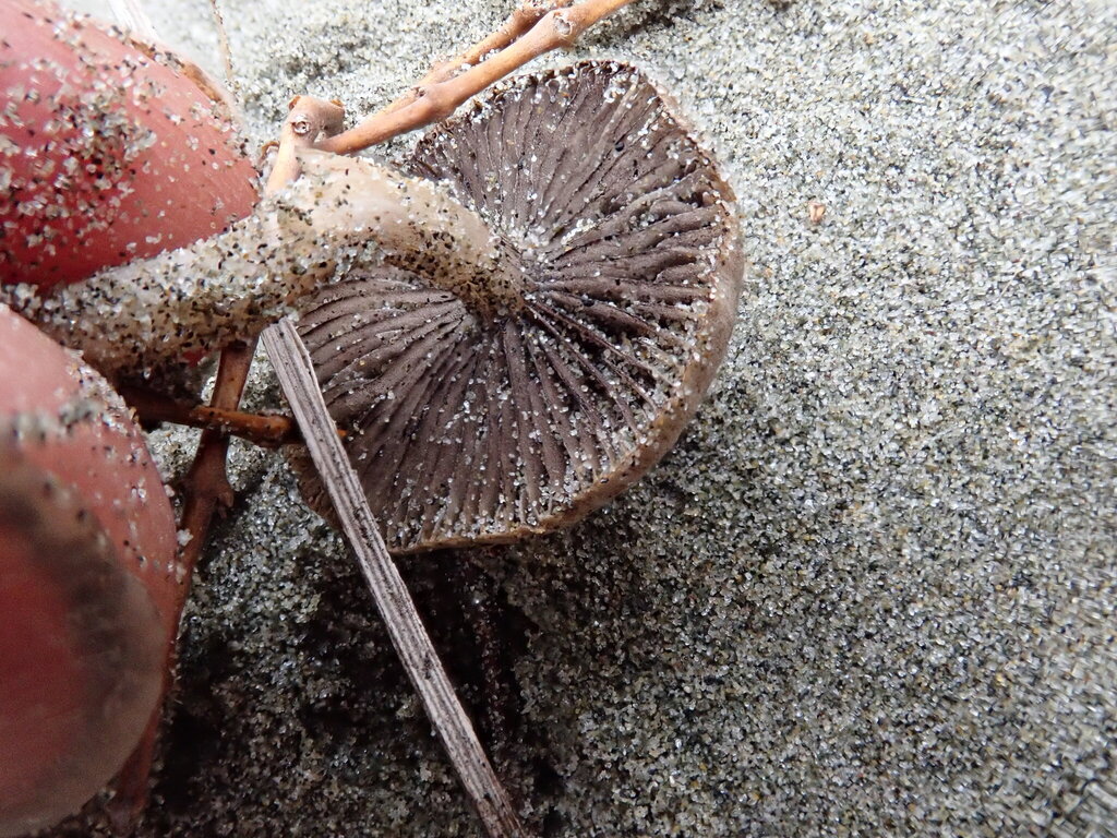 Psathyrella ammophila · May 2025 · photo: © arnim (iNaturalist, cc-by)