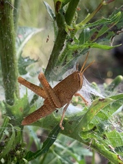 Schistocerca damnifica