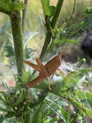 Schistocerca damnifica