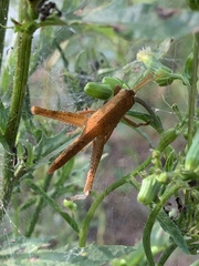 Schistocerca damnifica