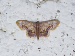Idaea egenaria