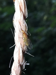 Dryomyzidae