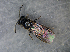 Psenulus pallipes